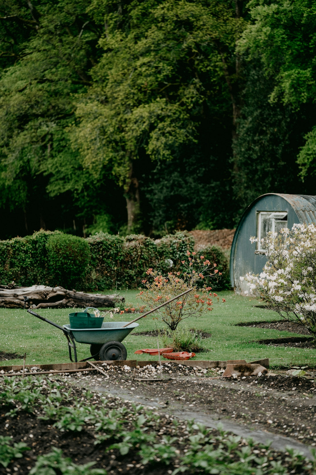 A wheelbarrow in a garden with a small shed and flowering bushes