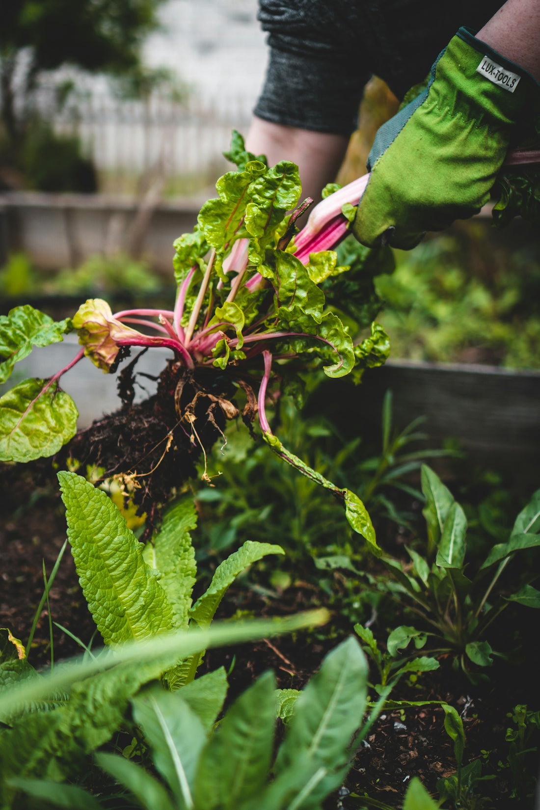 A person in green gardening gloves pulling a chard plant from dark soil