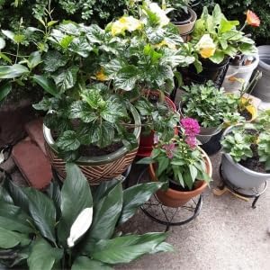 5 Pack Metal Plant Stands, Heavy Duty Potted Holder - Image 9