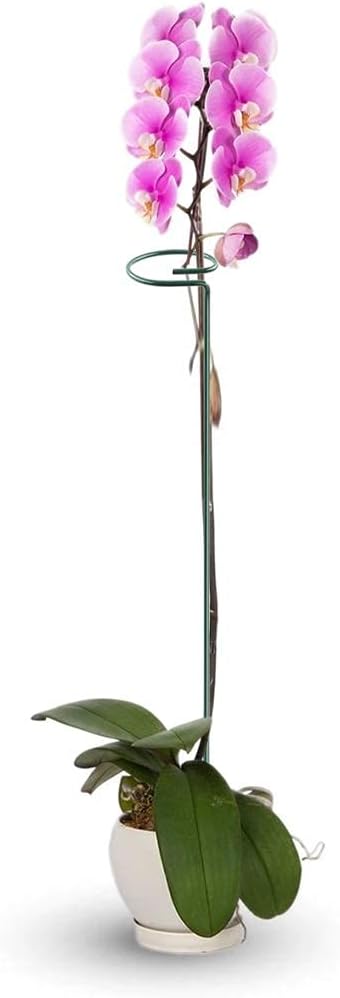HiGift 20 Pack 24 Inch Plant Support Stakes, Single Stem Flower Support Stakes - Image 4