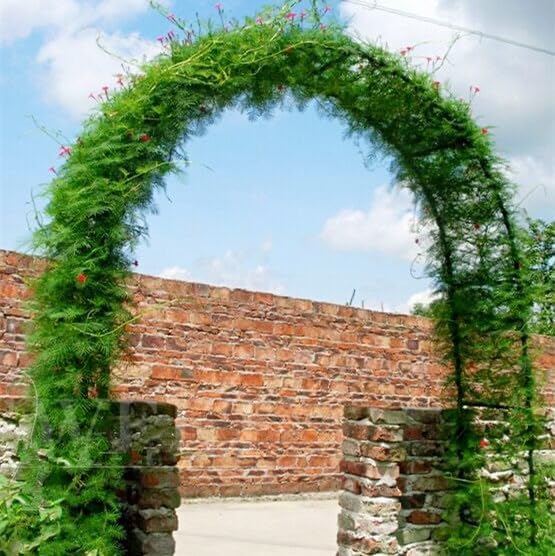 Garden Arch Trellis Metal Garden Arbor - Image 6