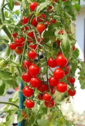 Ultimate Hanging Baskets - Image 9