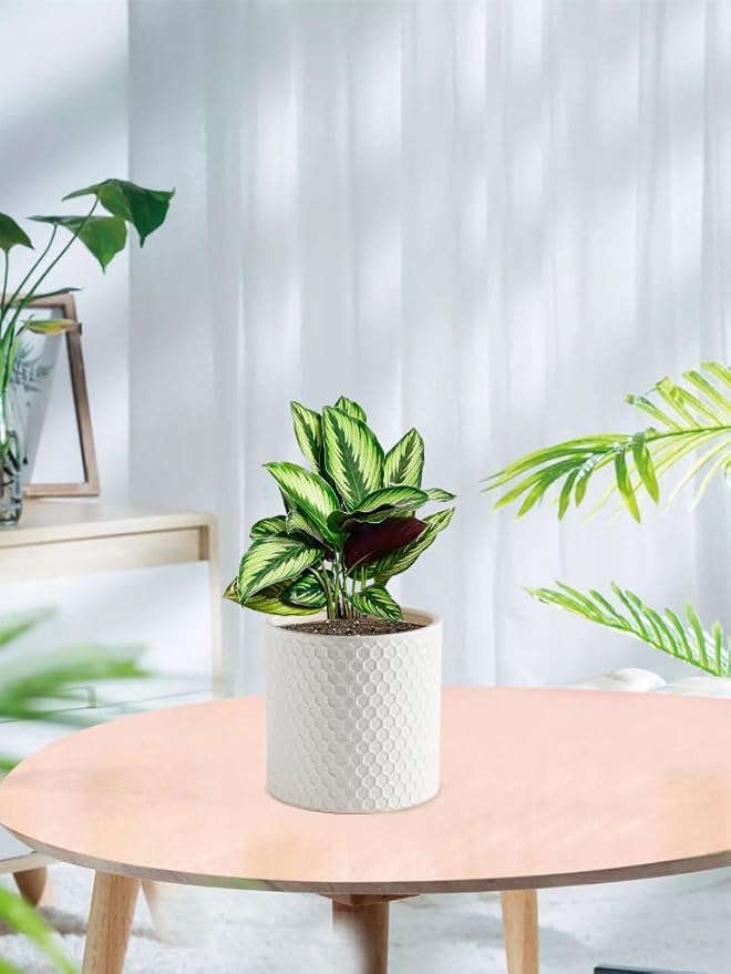 Docrin Ceramic Planters Indoor, 8 Inch Plant Pot - Image 7