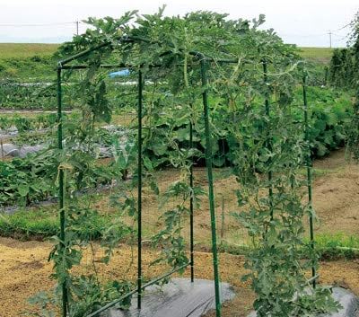 Green Polypropylene Garden Trellis Netting 6.5x100 ft, Heavy Duty Plant Support - Image 7