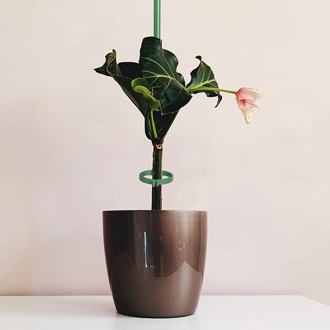 12 Inch Plant Support Stakes, - Image 3