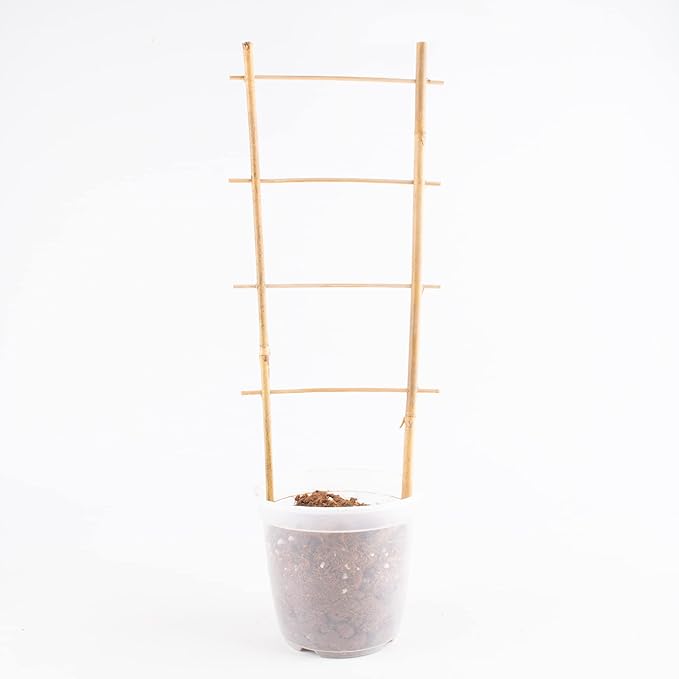 Avalution 10 Pack Natural Bamboo Trellis - Image 4