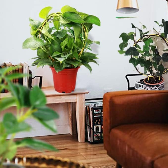 2 Pack Circle Trellis for Climbing Plants Indoor, Flower Houseplant Hoya - Image 5