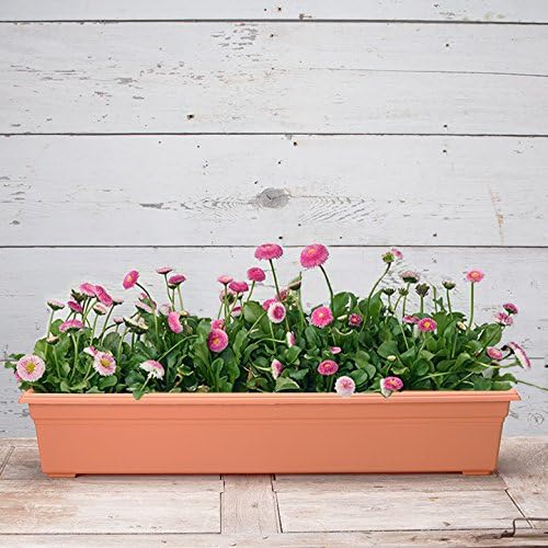 Novelty 16365 Countryside Flower Box Planter, Terracotta - Image 3