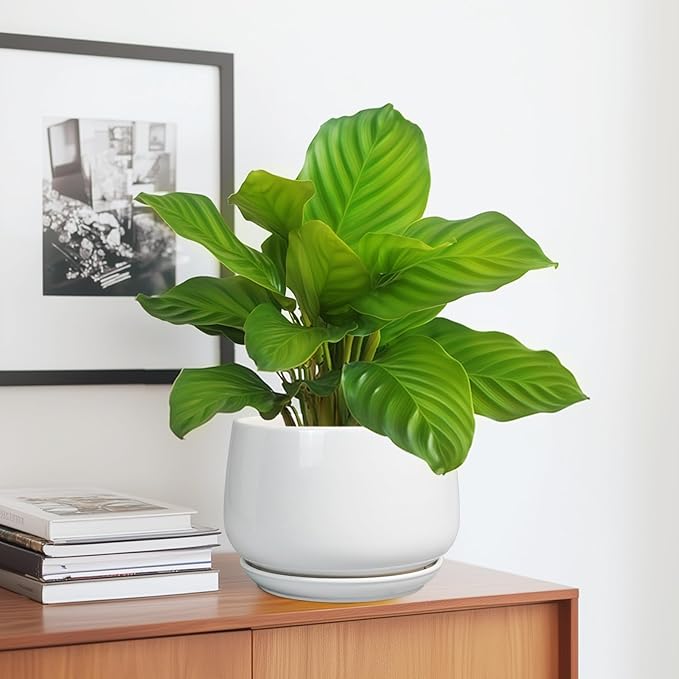 G EPGardening Ceramic Pots for Plants - Image 5