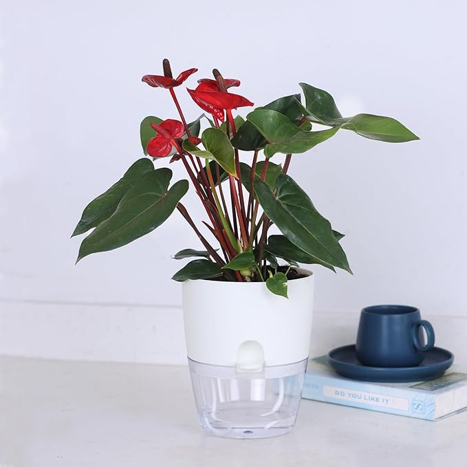 6 Inch Self Watering Plastic Plant Pots - Image 6