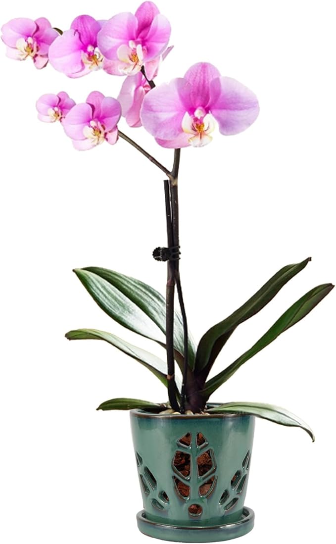 W&W Orchid Pot with Holes and Saucer by WWHomeDecor