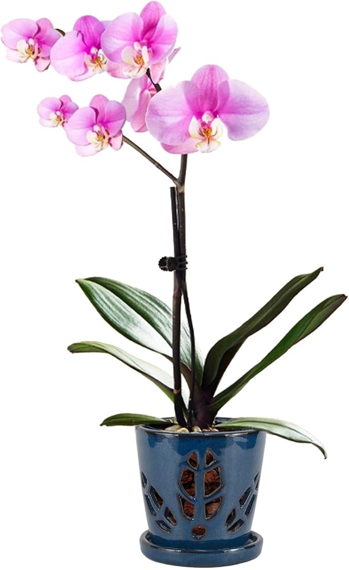 W&W Orchid Pot with Holes and Saucer by WWHomeDecor
