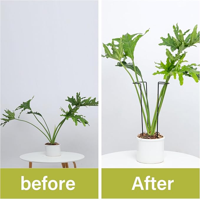10 Pack Large Iron Monstera Trellis - Image 4