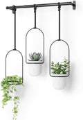 Umbra Triflora Hanging Planter for Window, Indoor Herb Garden by Umbra