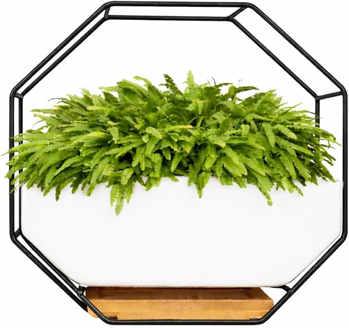 IRYL Wall Planter for Indoor Plants by Unknown