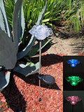 Solar Garden Stake Lights with Color Changing LED or Regular White LED by Ntertainment+House