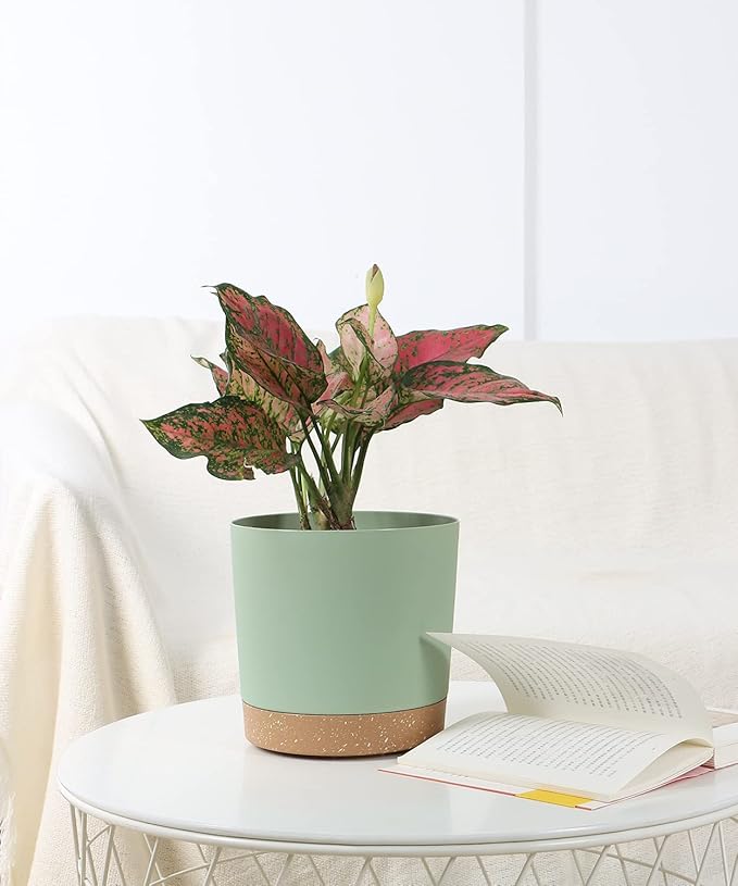 kubvici Indoor Plant Pots Set of 2 Planters 8 inch Plastic Planter - Image 2
