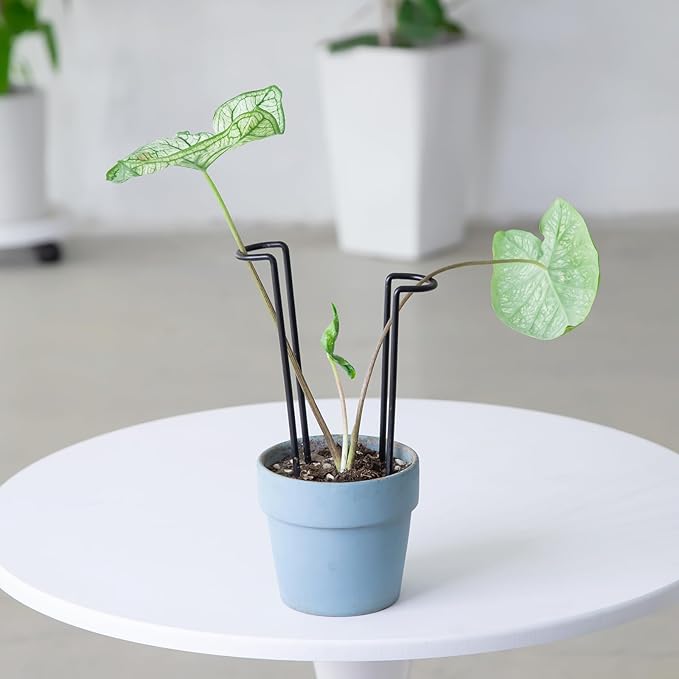 10 Pack Indoor Plant Support for Monstera Trellis Stakes and Stem Holder - Image 5
