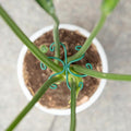 Monstera Plant Stem Support by Yohsnor