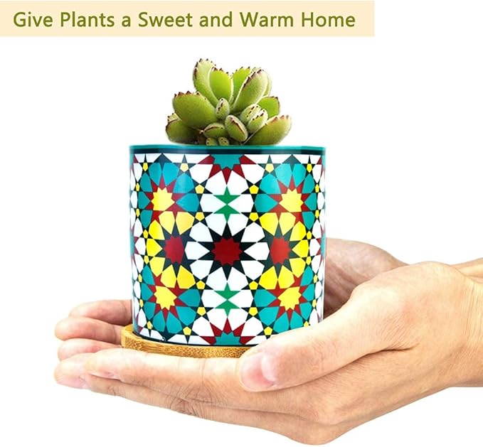6 Pack Mandala Succulent Plant Pot - Image 4