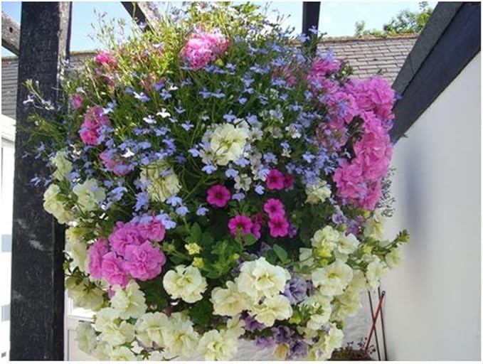 Ultimate Hanging Baskets - Image 7