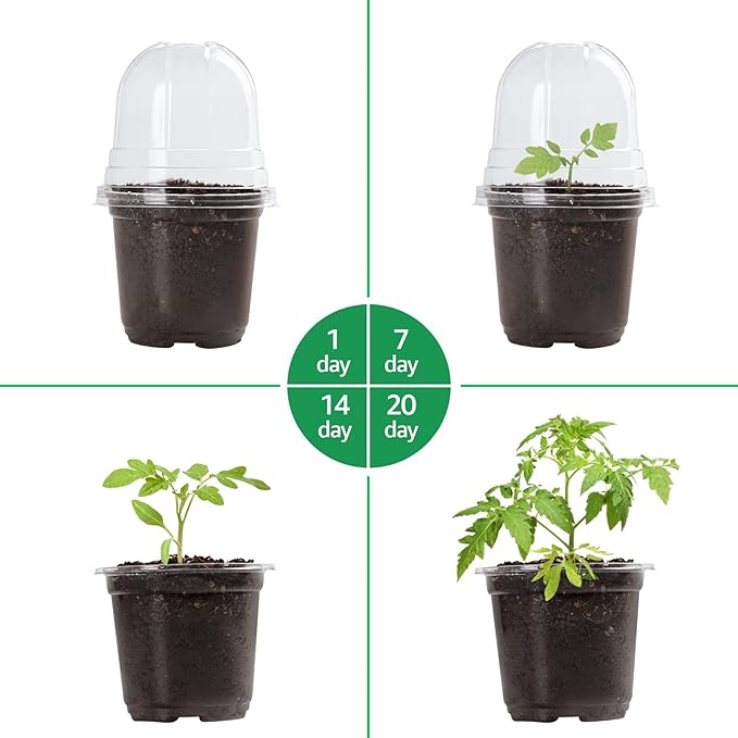 30 Packs 4 Inch Reinforced Clear Nursery Pots - Image 3