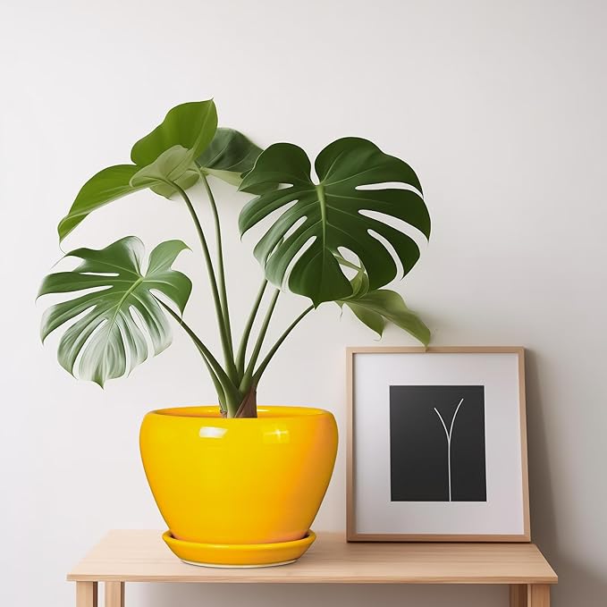 Ceramic Pot for Plants - Image 8