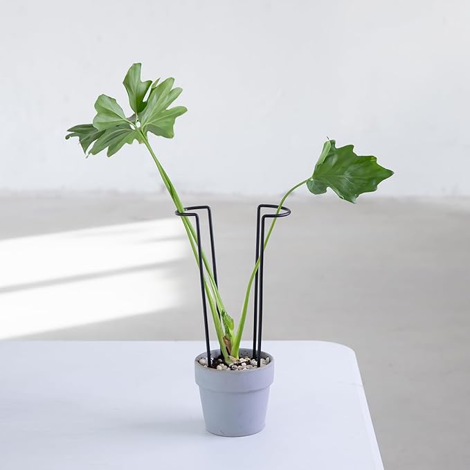 10-Pack Monstera Plant Support - Image 6