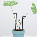 10 Pack Indoor Plant Support for Monstera Trellis Stakes and Stem Holder by Goooxim