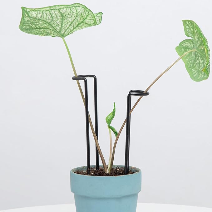 10 Pack Indoor Plant Support for Monstera Trellis Stakes and Stem Holder by Goooxim