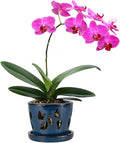 W&W Orchid Pot with Holes and Saucer by WWHomeDecor