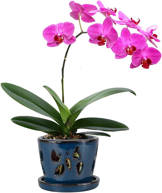 W&W Orchid Pot with Holes and Saucer by WWHomeDecor