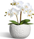 Ceramic Pots for Plants by Thirtypot