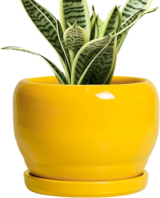 SQOWL 6 Inch Plant Pot by SQOWL