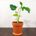 3PCS Indoor Plant Support – Durable Metal Garden Stakes by Goooxim