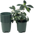 5.5 Inch Gardening Flower Pots 10-Pack Green Pot Liners 0.5 Gallon Nursery Pot by CottaPlanters