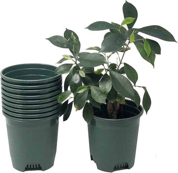 5.5 Inch Gardening Flower Pots 10-Pack Green Pot Liners 0.5 Gallon Nursery Pot by CottaPlanters