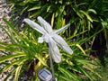 Solar Garden Stake Lights with Color Changing LED or Regular White LED by Ntertainment+House