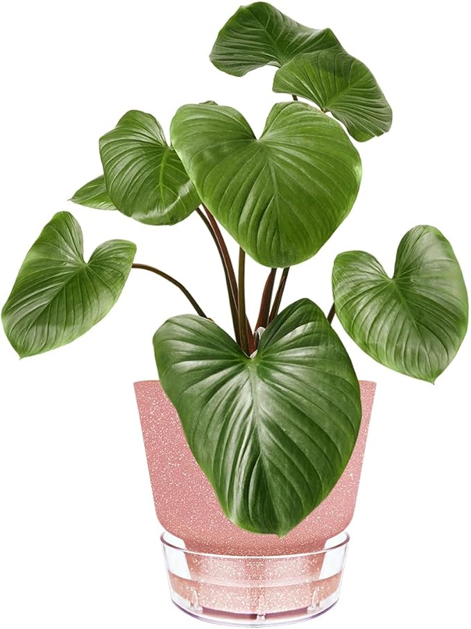 Self Watering Pots for Indoor Plants, - Image 2