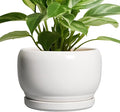 SQOWL Ceramic Planters for Indoor Plants by SQOWL
