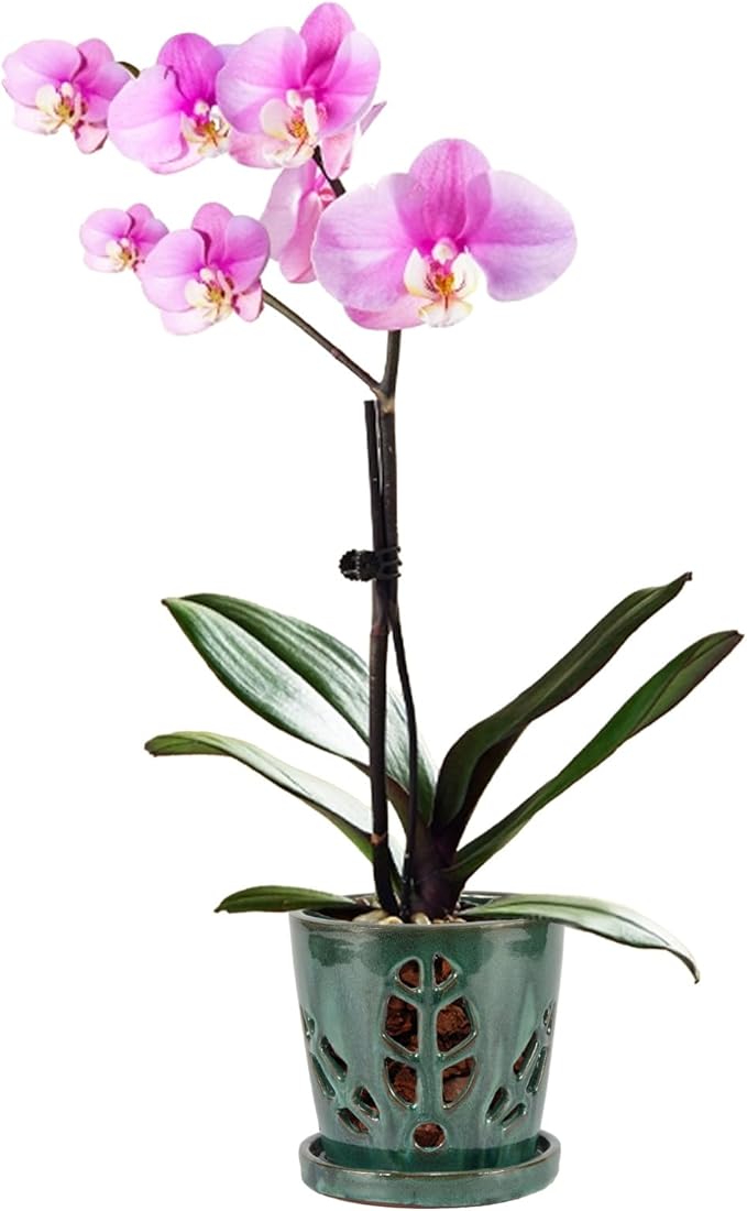 W&W Orchid Pot with Holes and Saucer by WWHomeDecor