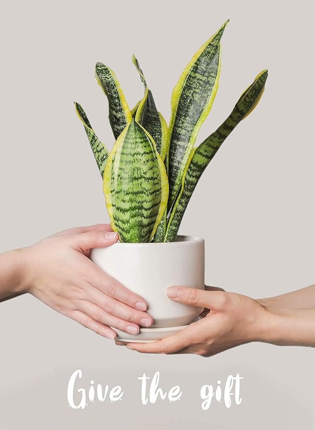 LE TAUCI Ceramic Plant Pots, 4.3+5.3+6.8 inch, Planters - Image 8
