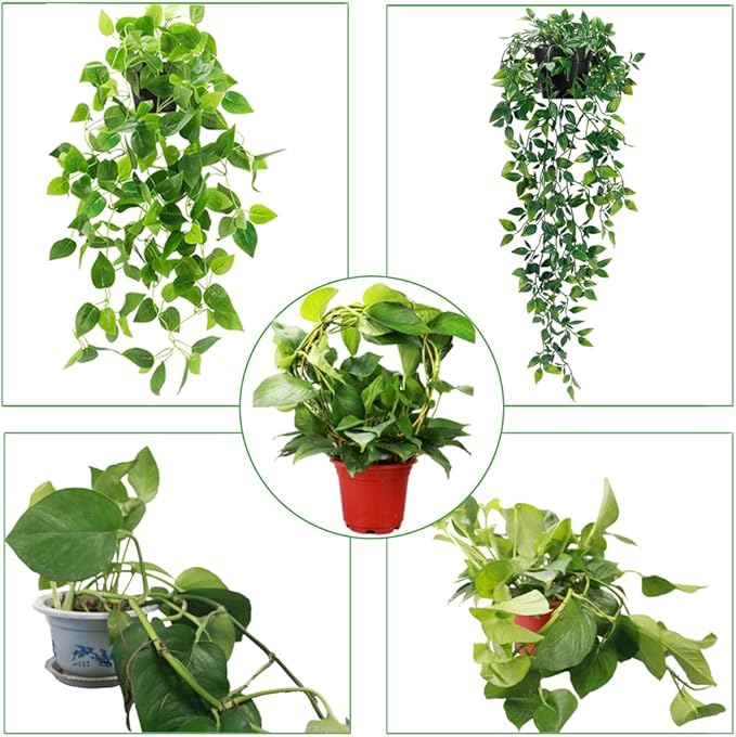 2 Pack Circle Trellis for Climbing Plants Indoor, Flower Houseplant Hoya - Image 6