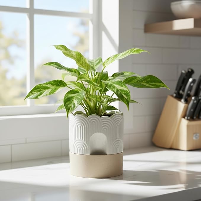 Nihow Self Watering Plant Pot: 6 Inch Ceramic Planter - Image 5
