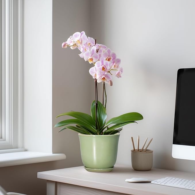 5.6 Inch Plant Pot - Image 3