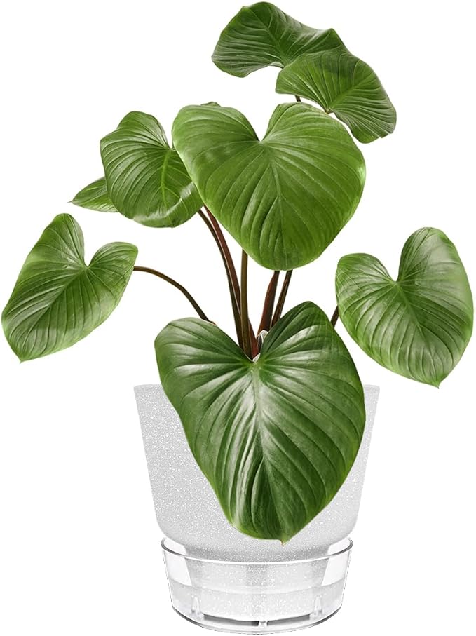 6-Inch Self-Watering Plant Pot - Image 8