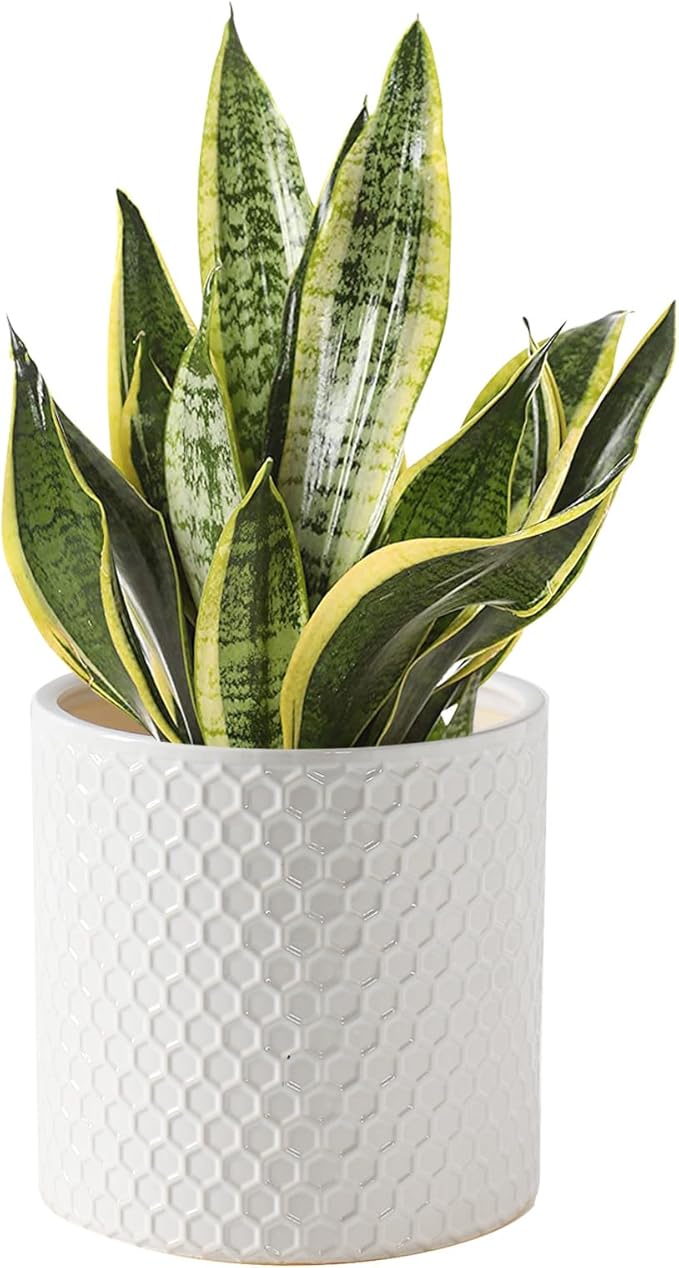Docrin Ceramic Planters Indoor, 8 Inch Plant Pot by DOCRIN