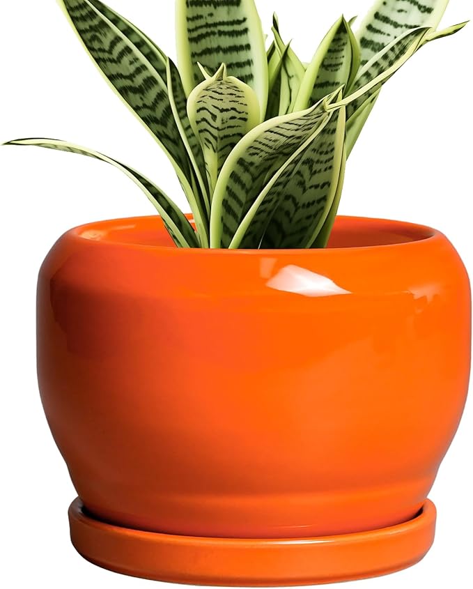 SQOWL Ceramic Plants Pots by SQOWL