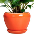 Ceramic Plant Pot 6 Inch by Ceramicfor