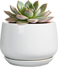 G EPGardening Ceramic Pots for Plants by GEPGardening